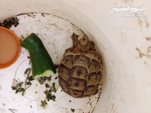 سلحفاه للبيع او للبدل على دجاج