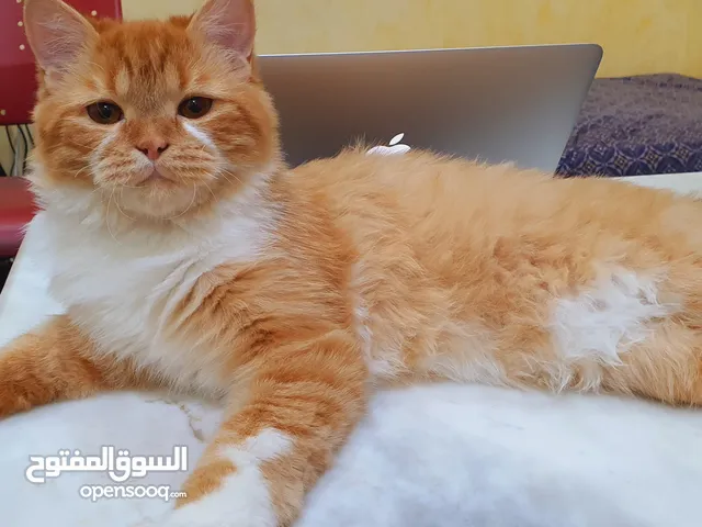 10 Month old Turkish Angora Cat (Male) for sale
