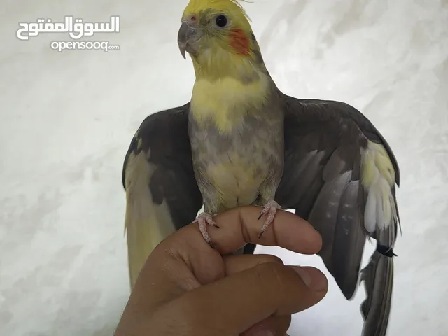 ذكر كوكتيل متكلم شوف الوصف .........................................................................