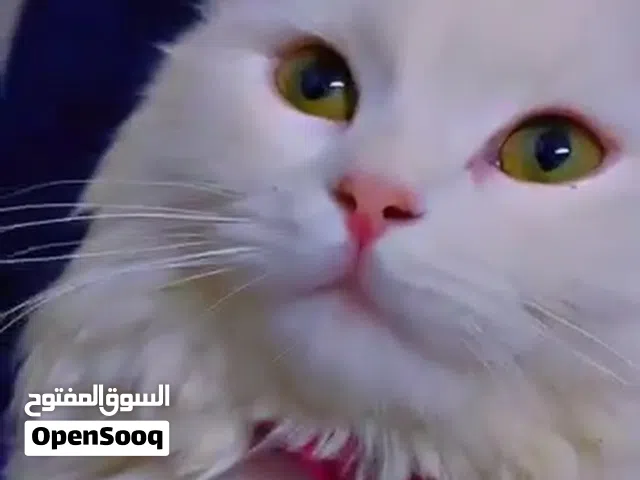 قطط شيرازي ام و ع كتن عمر شهر و20 يوم والام عمرا سنة