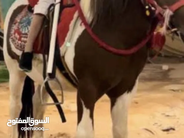 خيل بوني للاجار للمناسبات والحفلات وأعياد الميلاد 350