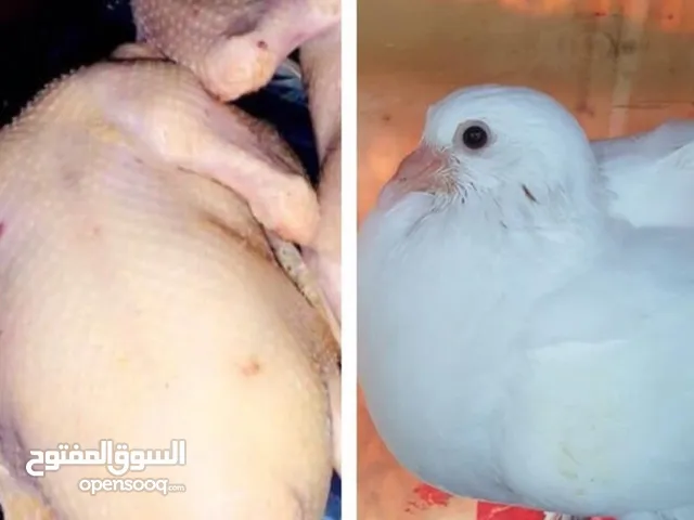 زغاليل حمام لاحم