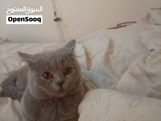 قطط للبيع ذكر وأنثى