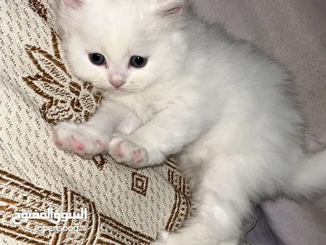 قطط سكوتش فولد