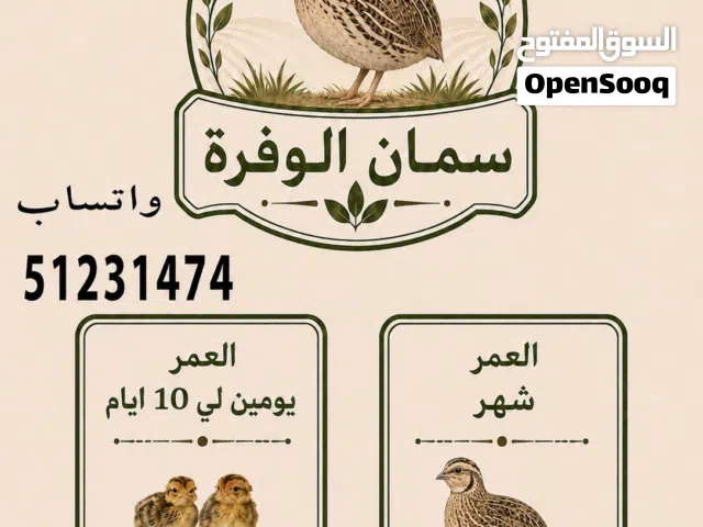 فري غير مطعم