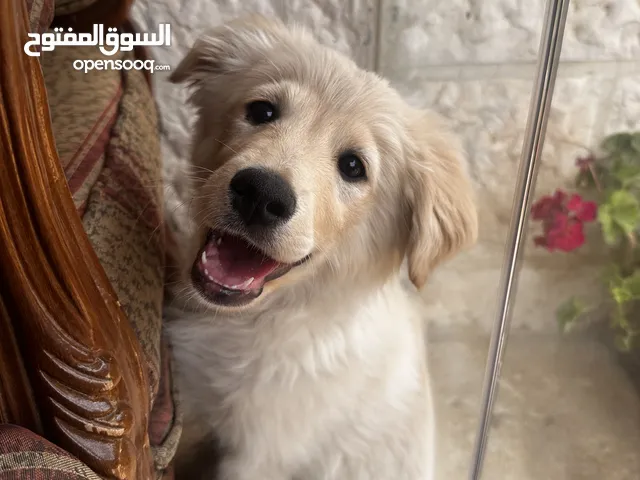 كلب ذكر عمره 3 اشهر معه دفتر مطاعيم