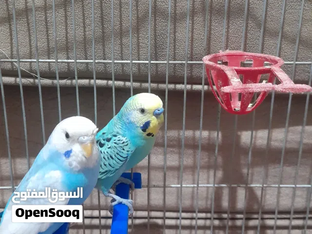عصافير حب شغالات بدون قفص