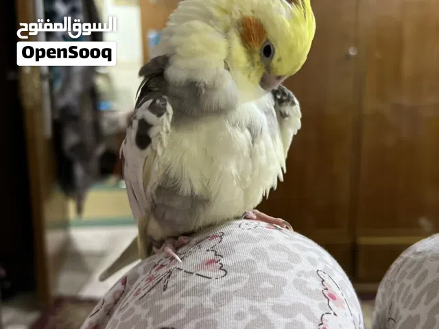 كوكتيلات للبيع
