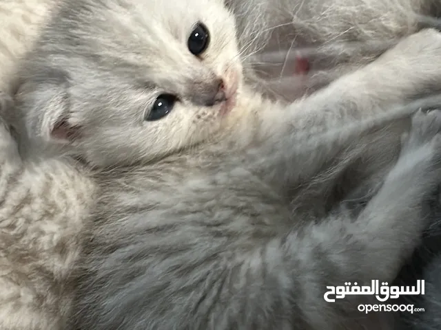 سكوتش فولد تاريخ الولاده 2/6/2025