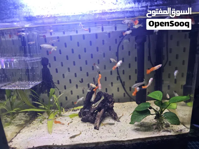 Guppy fishes