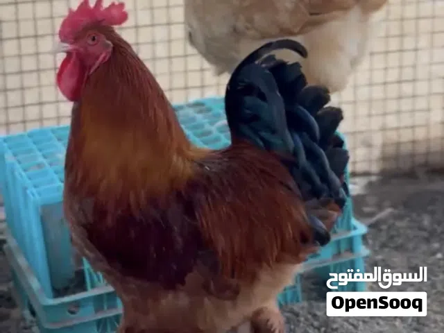 دجاج كوشن العملاق