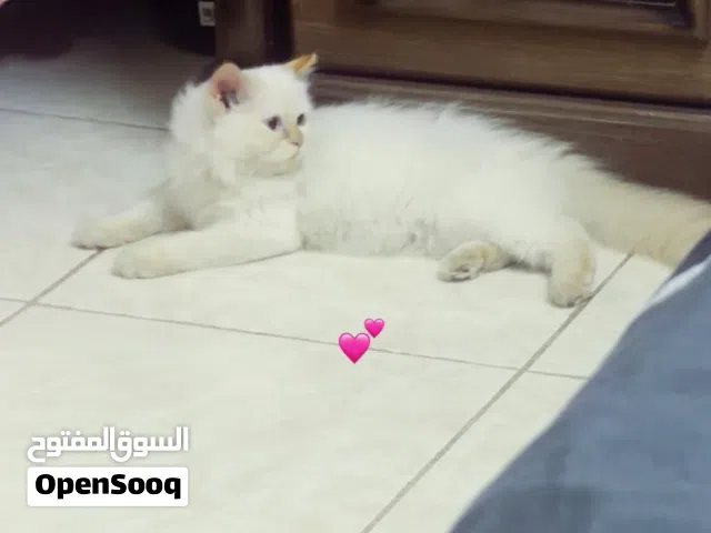 I sale my Cat His name is Max