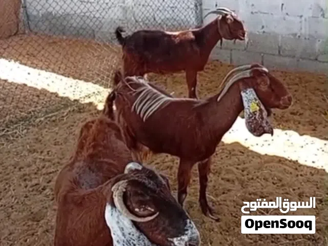 للبيع قبرصيات مميزة من إنتاج فحل عارضي