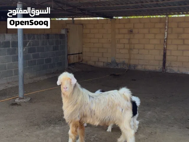 وين الي يباء زين فحل رحبي اصل الي يباء شي نظيف