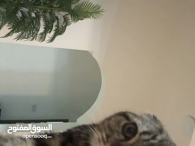 حمد الرئيسي
