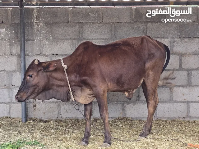 لبيع عجل غضوي لي يريد حق رمضان او العيد ذبيحه سمينه فول