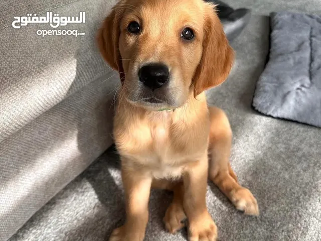Golden retriever puppy