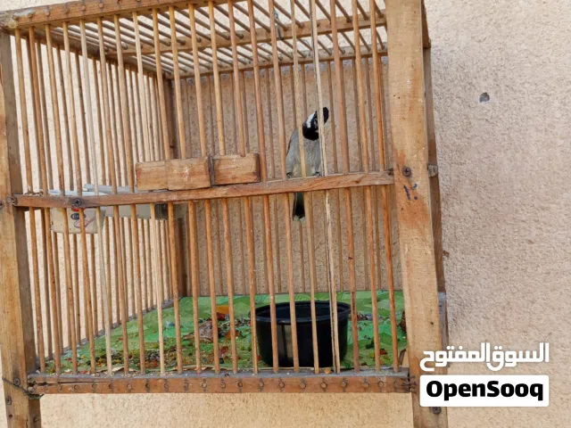 بلابل للبيع أقره الوصف