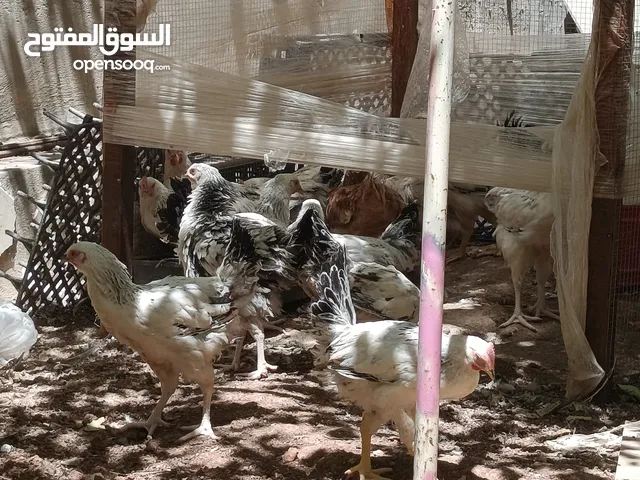 فرخات نخب سايكس ودجاج احمر بياض بغزارة