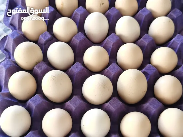 السلام عليكم ورحمة الله وبركاته يتوفر لدينا بيض مخصب عدد 50 شيت  قيمة الشيت الواحد  2.500   للتسليم