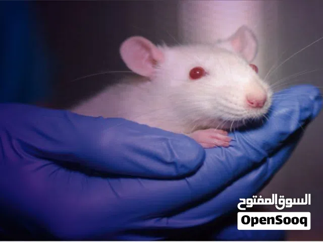 فئران تجارب بيضاء albino rats للتجارب البحثية