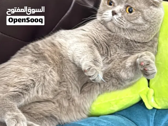 سكوتش فولد ذكر ديل قصير فاون للتزاوج