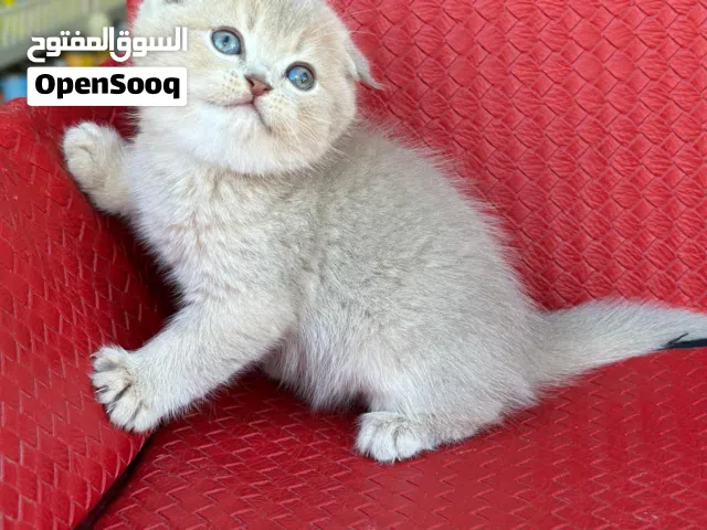 .. سكوتش فولد "نخب أول"