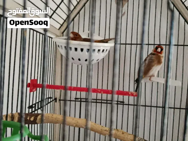 فحل حسون محجل فرخ عش مغنى حلو عتبرو عسكري اقراء الوصف  عطيرة كنار تحتهن 5 بيضات