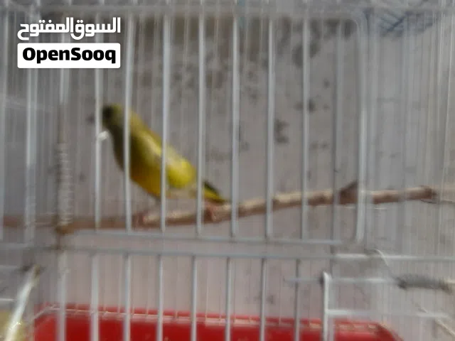متوفر طيور تفحي   وطيور خضري