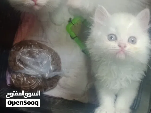 اجمل اربع بنوتات وولد هيمالايا بسعر خيالي