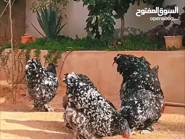 دحي براهما للبيع