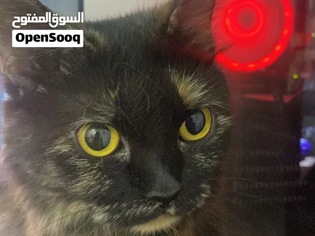 للبيع ذكر و انثى