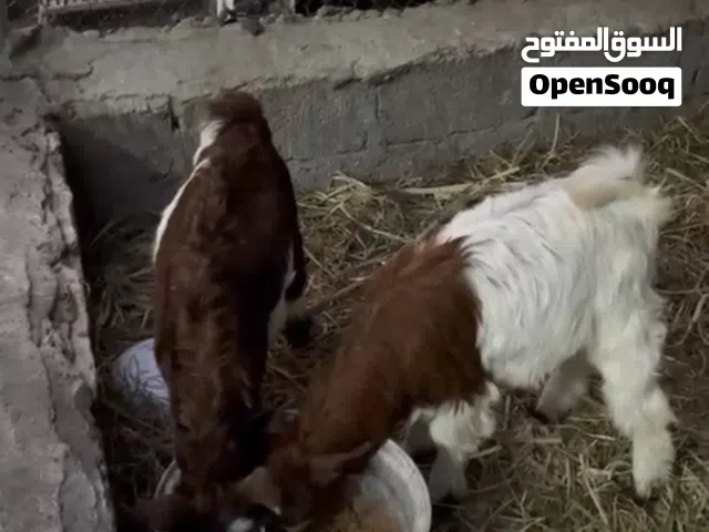 للبيع جدي وجدعه