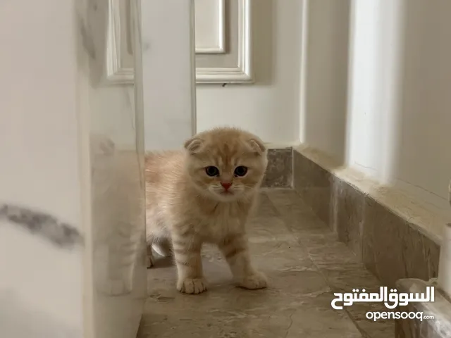 3 كتن مكس سكوتش فولد / ستريت
