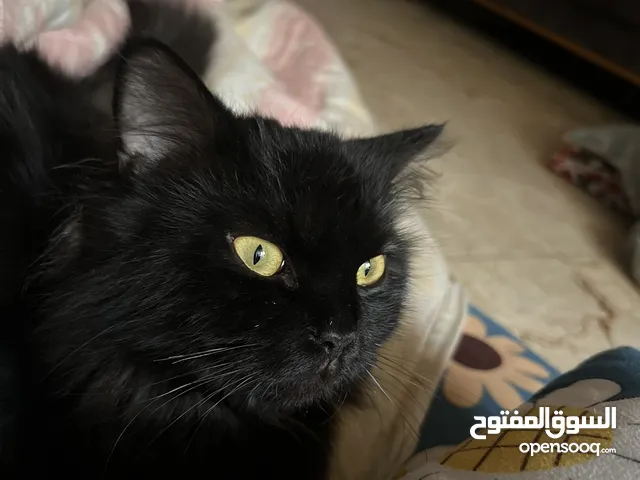 قطه شيرازي اسود