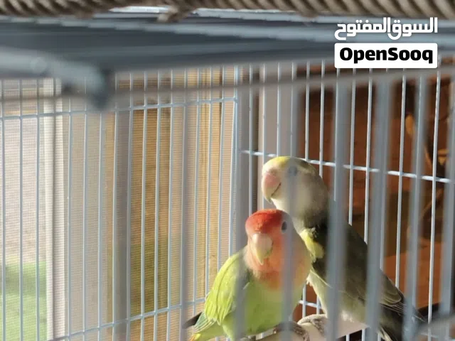 زوج روز للبيع قابل للتفاوض