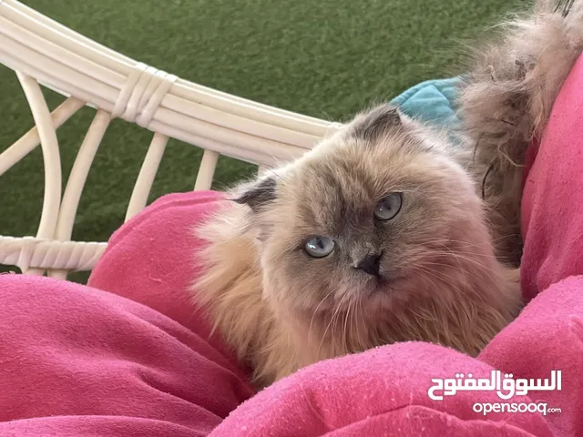 بسه هملايا عيون زرق