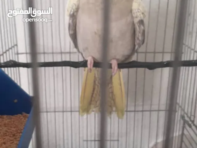 كروان للبيع