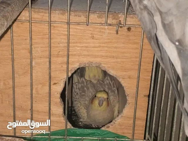 جوز طيور كوكتيل شغالات ومنتجات بأذن الله تعالى