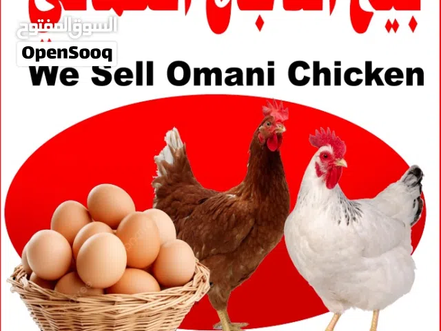 بيض دجاج عماني متوفر  Omani Chicken Egg available