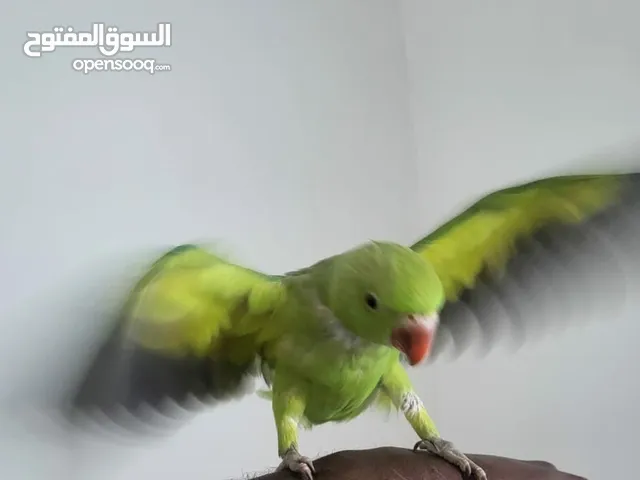 Green Parrot (الببغاء الأخضر ، 5 أشهر.)
