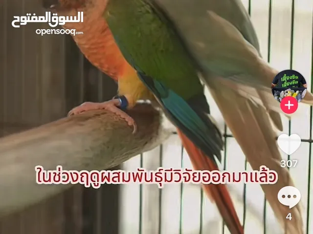 Looking for someone experienced in caring for both gardens and birds.