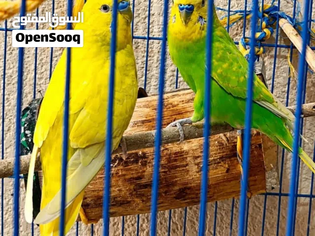 مطلوب نثيه طير  حب مث الصوره علئ ايدك اليمنئ العنده لا يقصر