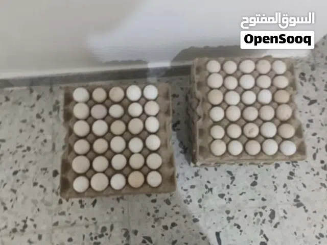 يوجد 2 طبقين دحي عربي تجميع جديد ربي يبارك مخصب