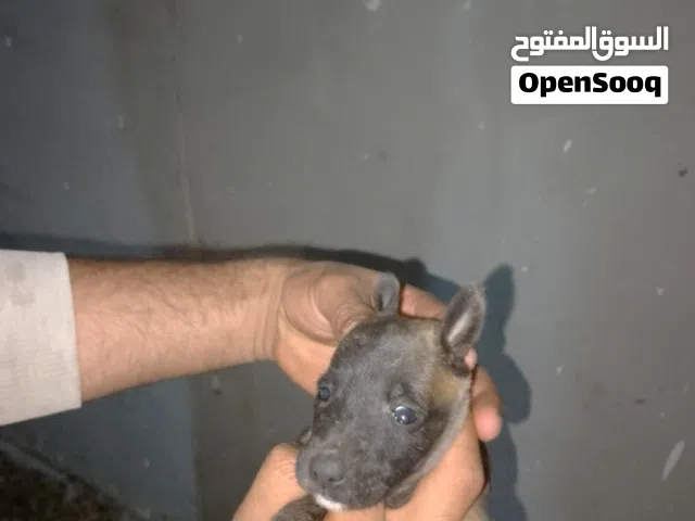 جراوي مالينو بسعر تجااااااري