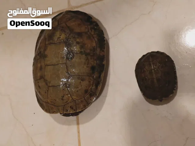 سلاحف مائية برمائية لاحواض السمك او البرك