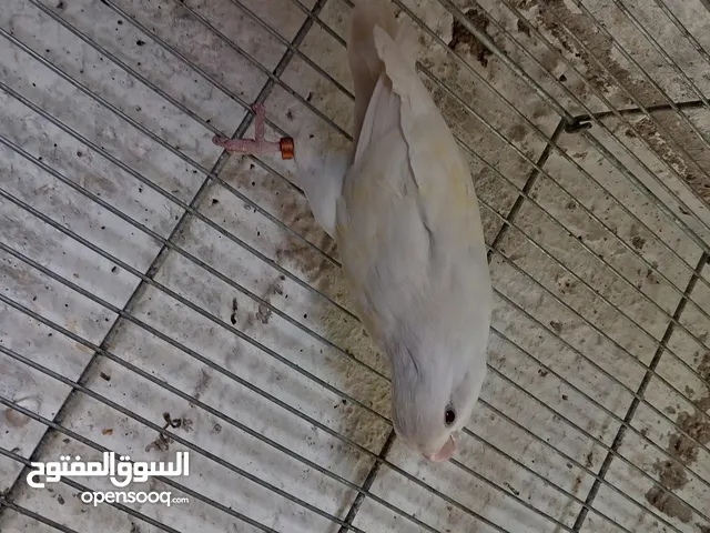 طور روز ألوان بتجنن الله يبارك لصاحب النصيب. روز البينو عين حمرا. البينو بيور من انناحي