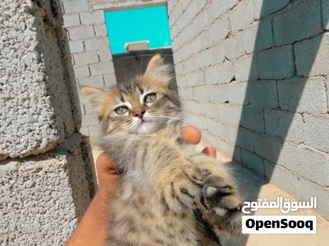 قطه شيرازي جميل