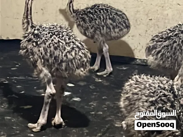 نعام افريقي