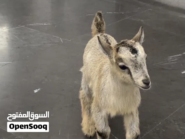 للبيع ماعز القزم